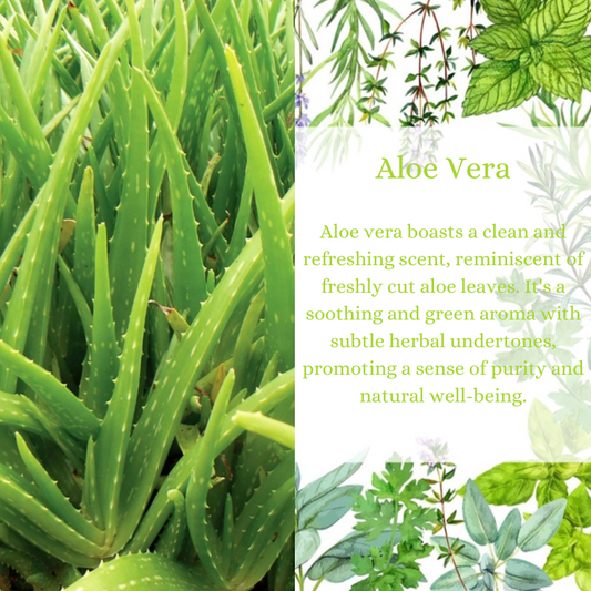 Aloe Vera Premium Fragrance Oil