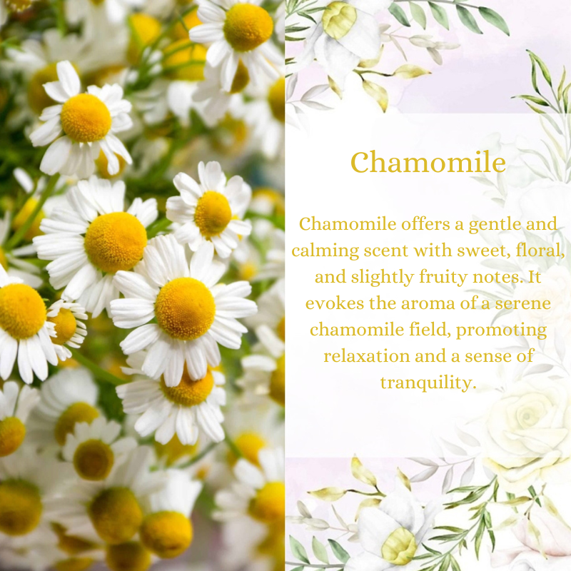 Chamomile Premium Fragrance Oil