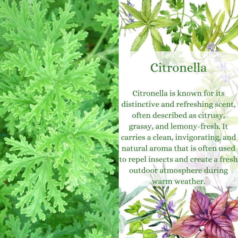 Citronella Premium Fragrance Oil