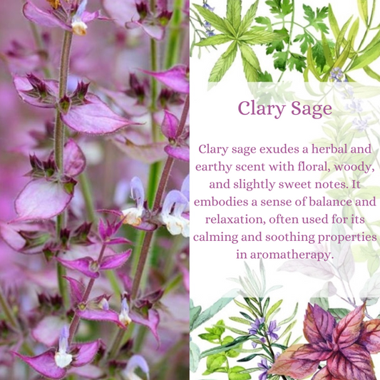 Clary Sage Premium Fragrance Oil