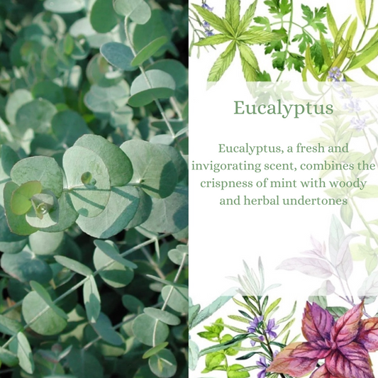 Eucalyptus Premium Fragrance Oil