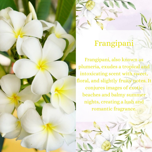 Frangipani Premium Fragrance Oil