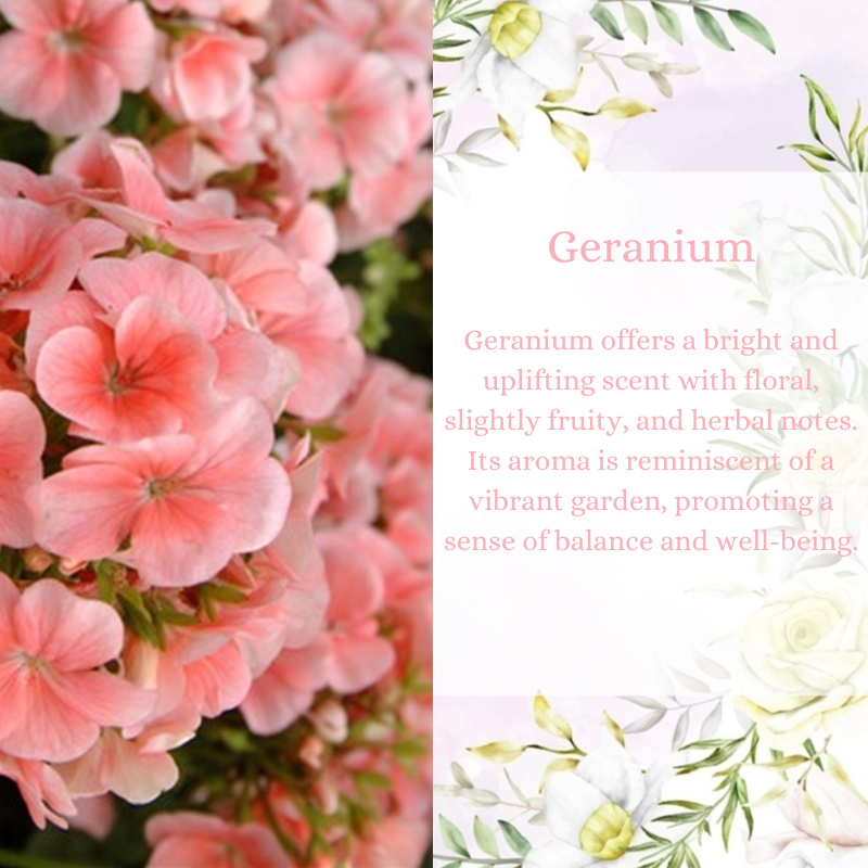 Geranium Premium Fragrance Oil