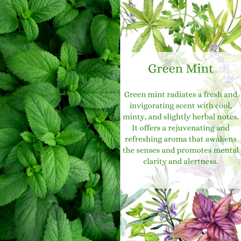 Green Mint Premium Fragrance Oil