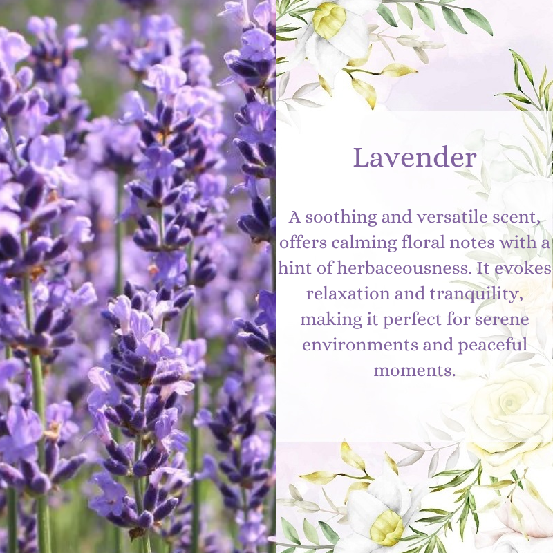 Lavender Premium Fragrance Oil