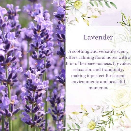 Lavender Premium Fragrance Oil