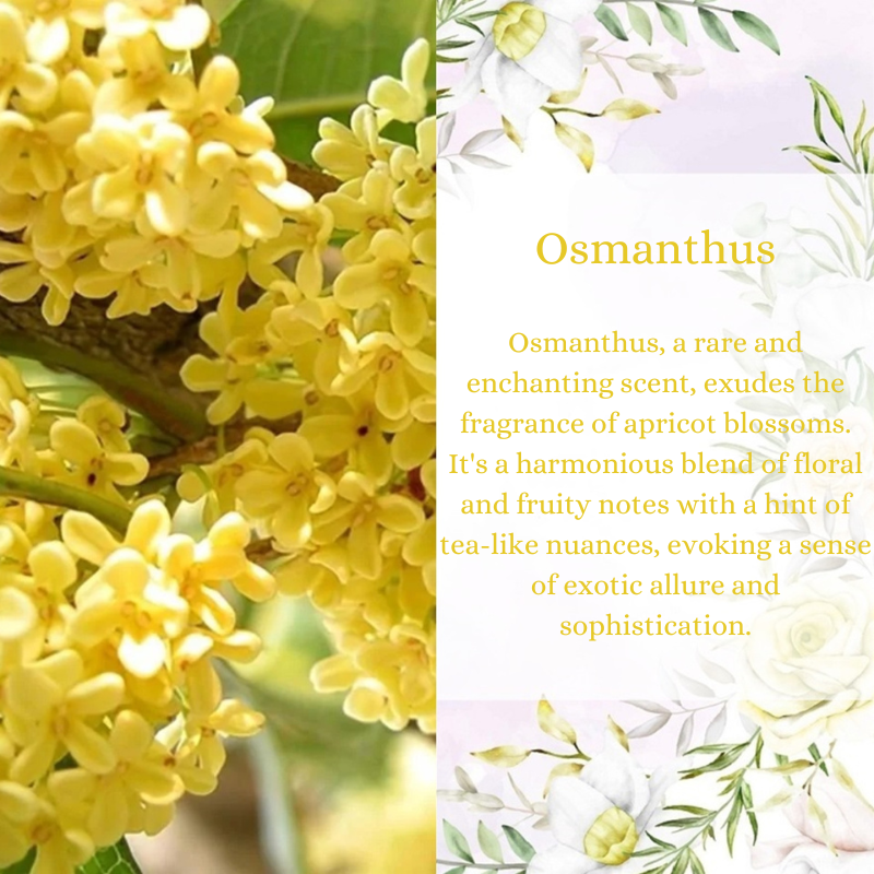 Osmanthus Premium Fragrance Oil