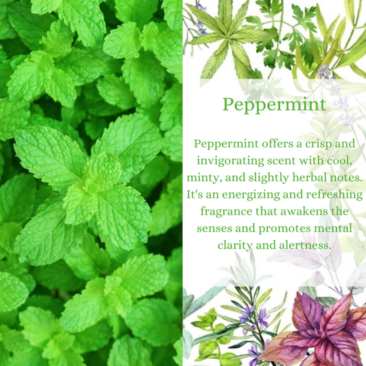 Peppermint Premium Fragrance Oil