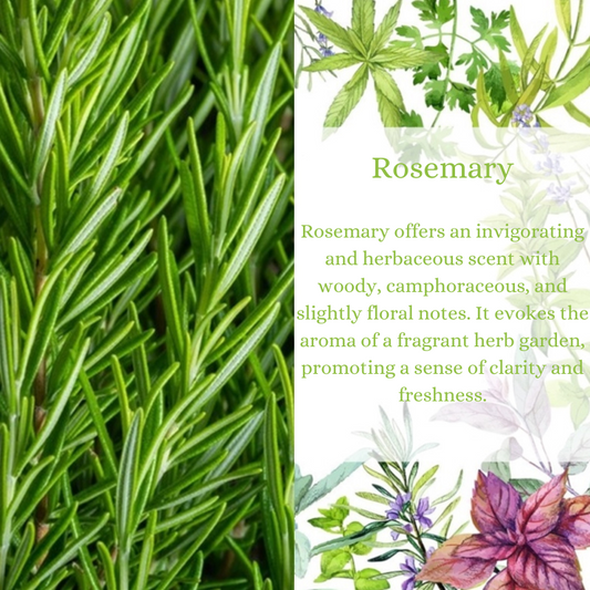 Rosemary Premium Fragrance Oil