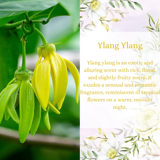 Ylang Ylang Premium Fragrance Oil